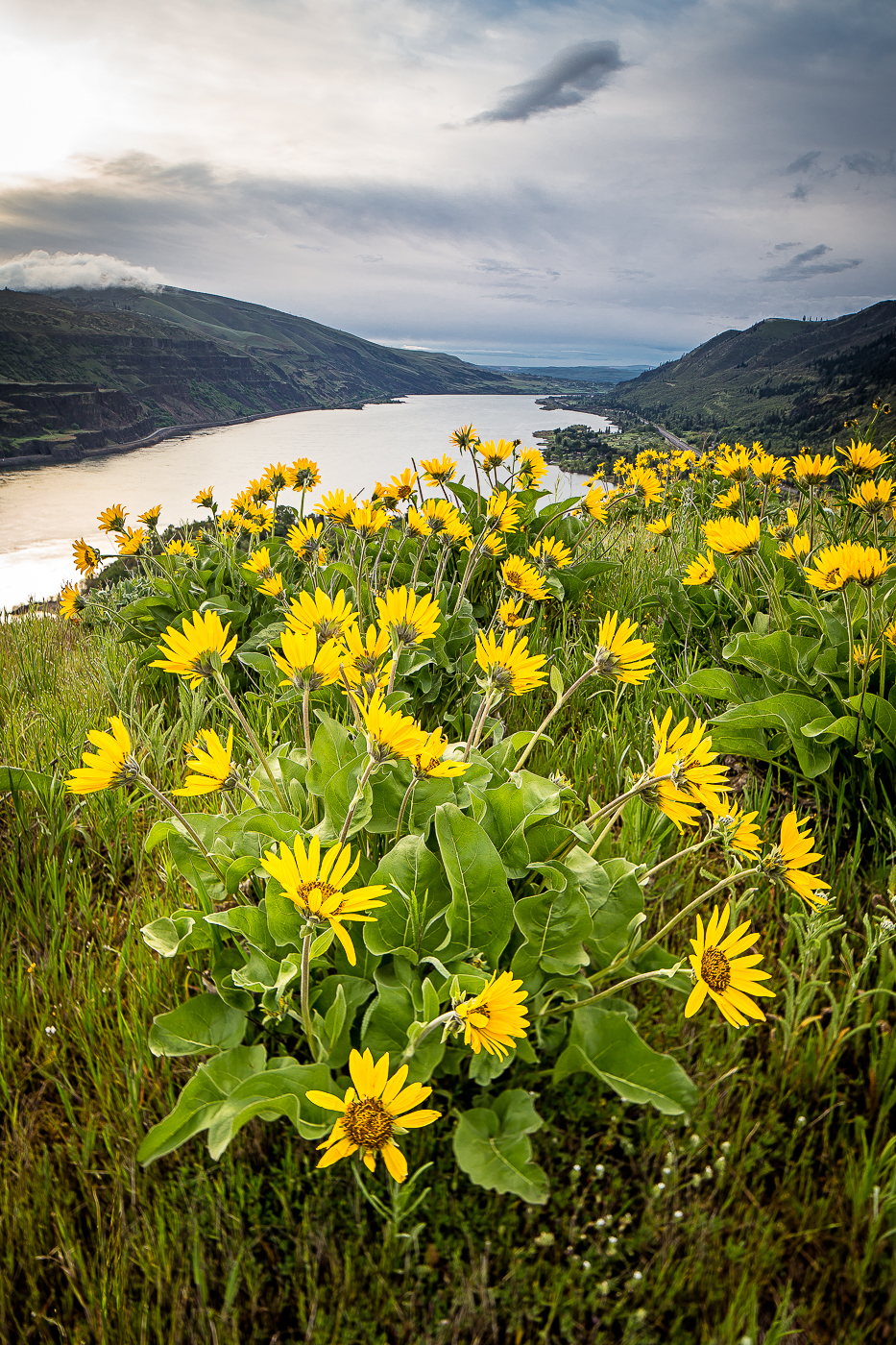 Balsamroot